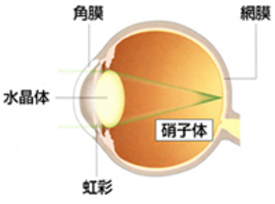 角膜は水晶体とともに、物を見るときのレンズの役割を果たします。